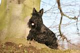 SCOTTISH TERRIER 080